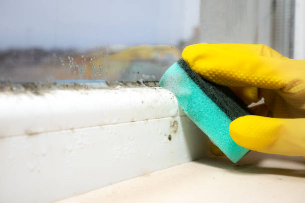 Certified Mold Removal in Glen Lyon, PA